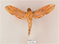 綠背斜紋天蛾藏品圖，第2張