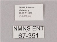 綠背斜紋天蛾藏品圖，第3張