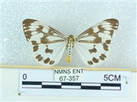 粉蝶燈蛾藏品圖，第1張