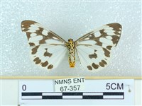 粉蝶燈蛾藏品圖，第2張