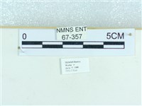 粉蝶燈蛾藏品圖，第3張