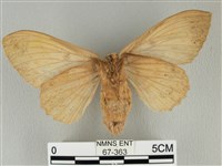 青枯葉蛾藏品圖，第2張