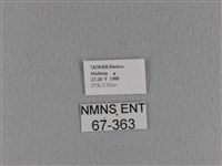 青枯葉蛾藏品圖，第3張