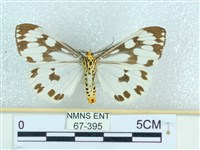 粉蝶燈蛾藏品圖，第2張