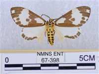 後凸蝶燈蛾藏品圖，第1張