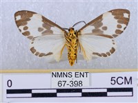 後凸蝶燈蛾藏品圖，第2張