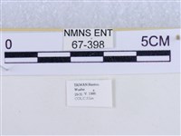 後凸蝶燈蛾藏品圖，第3張