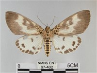 扭擬燈蛾藏品圖，第1張