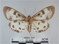 扭擬燈蛾藏品圖，第2張