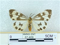 粉蝶燈蛾藏品圖，第1張