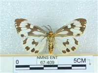 粉蝶燈蛾藏品圖，第2張