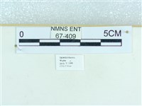 粉蝶燈蛾藏品圖，第3張