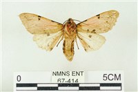 棍棒污燈蛾藏品圖，第2張