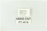 棍棒污燈蛾藏品圖，第3張