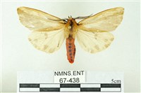 赭新污燈蛾藏品圖，第1張