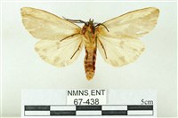 赭新污燈蛾藏品圖，第2張