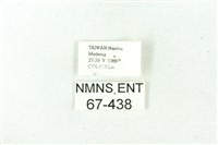 赭新污燈蛾藏品圖，第3張