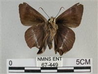 圓翅絨弄蝶藏品圖，第1張