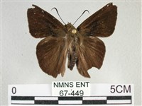 圓翅絨弄蝶藏品圖，第2張