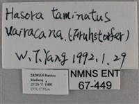 圓翅絨弄蝶藏品圖，第3張