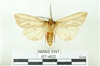 赭新污燈蛾藏品圖，第2張