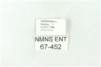 赭新污燈蛾藏品圖，第3張