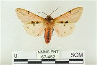 棍棒污燈蛾藏品圖，第1張