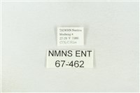 棍棒污燈蛾藏品圖，第3張