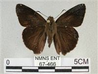 圓翅絨弄蝶藏品圖，第1張