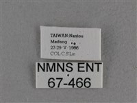 圓翅絨弄蝶藏品圖，第3張