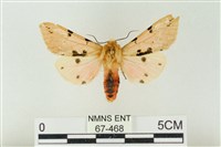 棍棒污燈蛾藏品圖，第1張