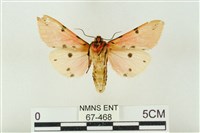 棍棒污燈蛾藏品圖，第2張