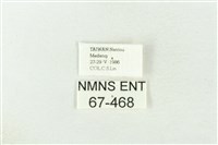 棍棒污燈蛾藏品圖，第3張