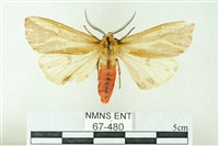 赭新污燈蛾藏品圖，第1張