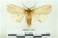 赭新污燈蛾藏品圖，第2張