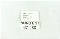 赭新污燈蛾藏品圖，第3張