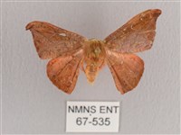 銀端帶鉤蛾藏品圖，第1張