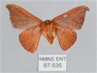 銀端帶鉤蛾藏品圖，第2張