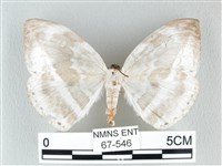 圓翅大鉤蛾藏品圖，第1張