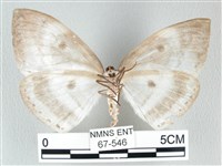 圓翅大鉤蛾藏品圖，第2張