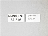 圓翅大鉤蛾藏品圖，第3張