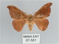 銀端帶鉤蛾藏品圖，第1張