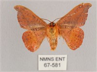 銀端帶鉤蛾藏品圖，第2張