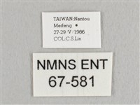 銀端帶鉤蛾藏品圖，第3張