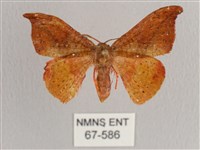 銀端帶鉤蛾藏品圖，第1張