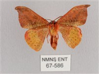 銀端帶鉤蛾藏品圖，第2張