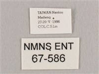 銀端帶鉤蛾藏品圖，第3張