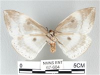 圓翅大鉤蛾藏品圖，第2張