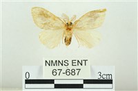 寬紋黃毒蛾藏品圖，第2張