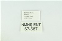 寬紋黃毒蛾藏品圖，第3張